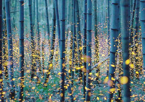 Searching for Fireflies & Sufism With Integrative Psychotherapist Salvo La Rosa